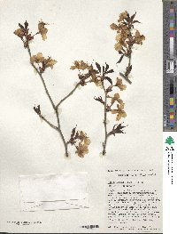 Prunus sargentii image