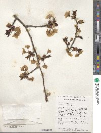 Prunus sargentii image