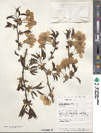 Prunus sargentii image