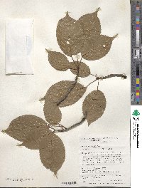 Prunus sargentii image