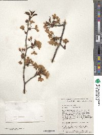 Prunus sargentii image