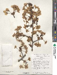 Prunus sargentii image