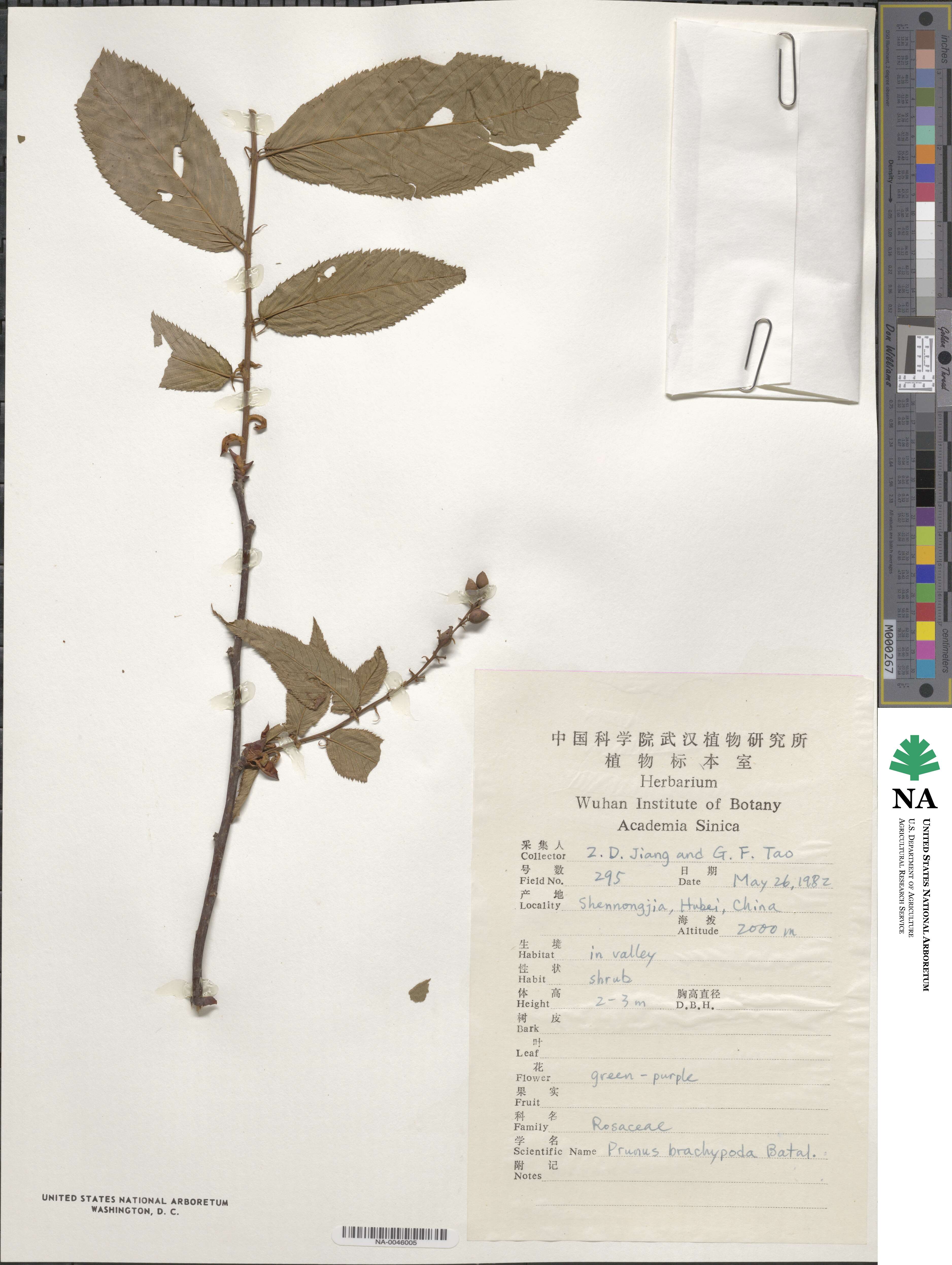 Prunus brachypoda image