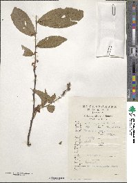 Prunus brachypoda image