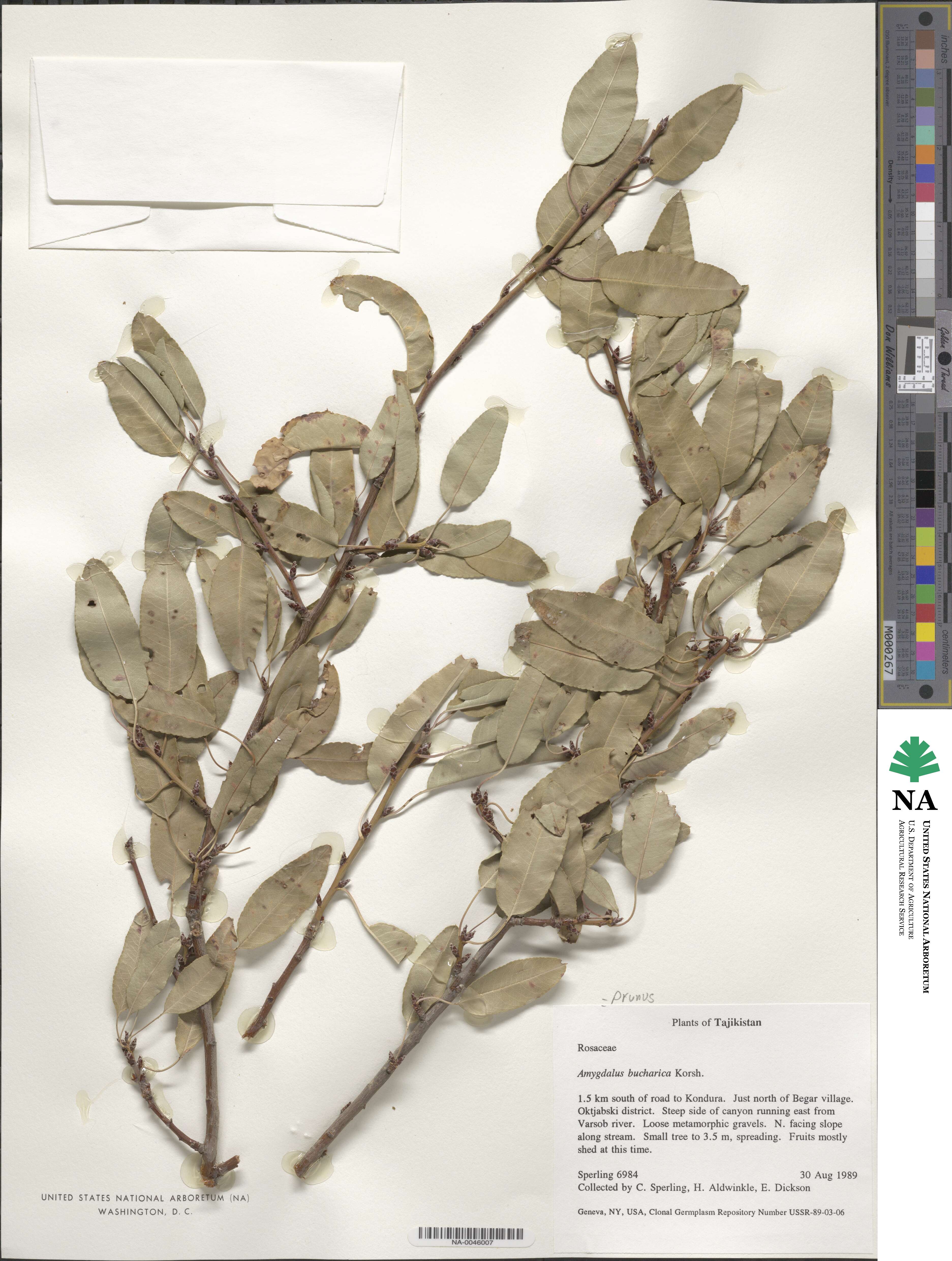 Prunus bucharica image