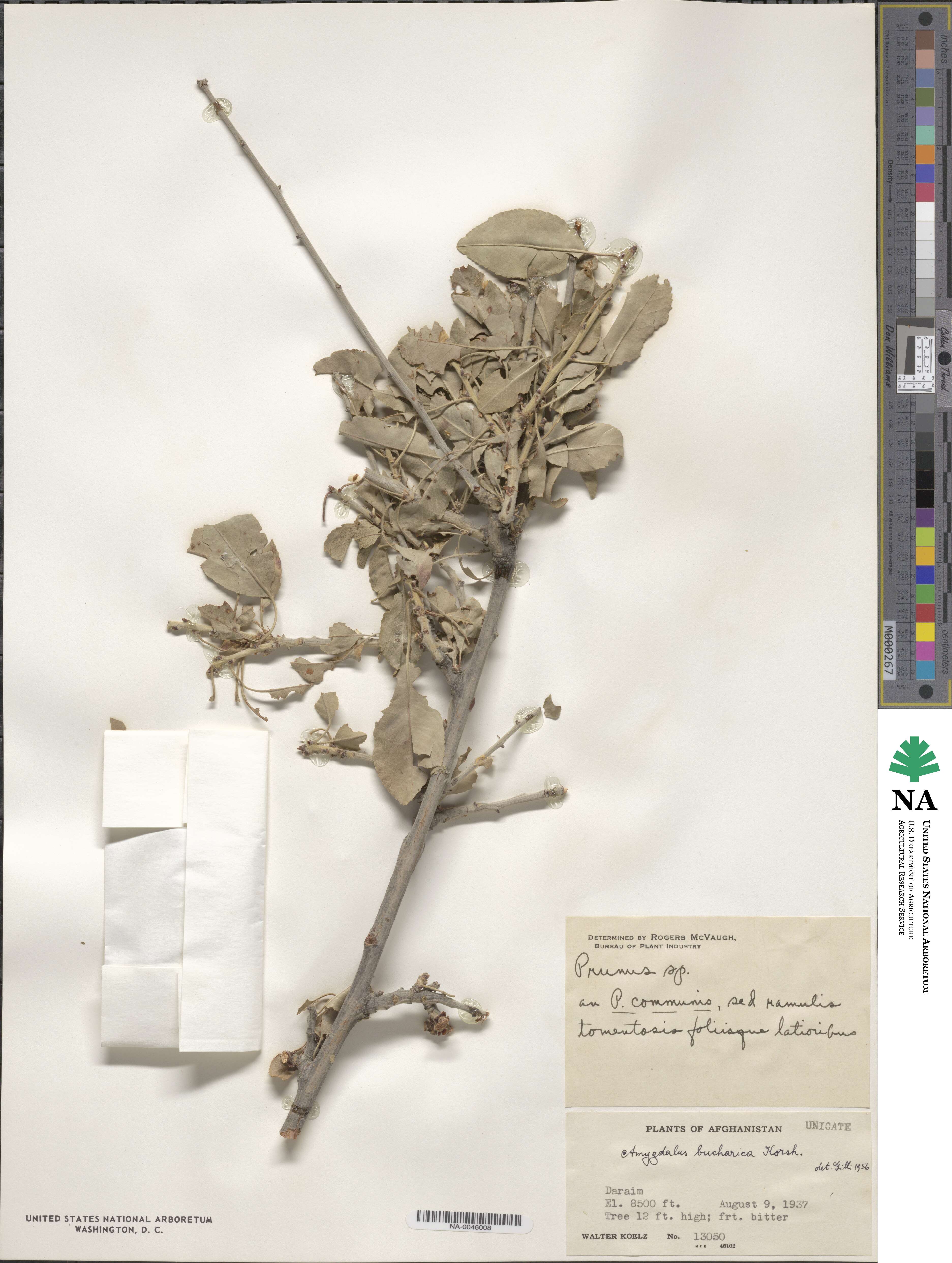 Prunus bucharica image