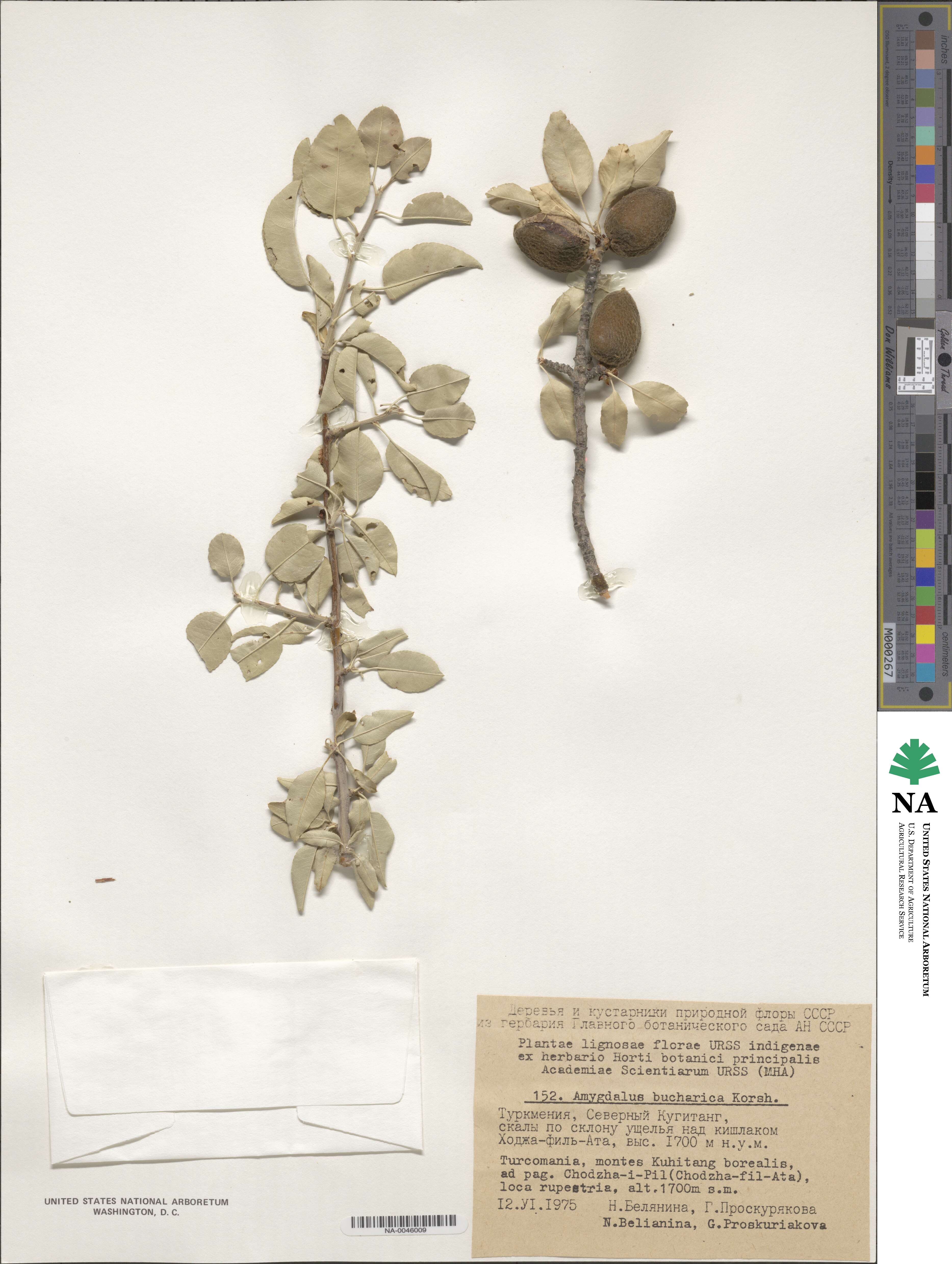 Prunus bucharica image