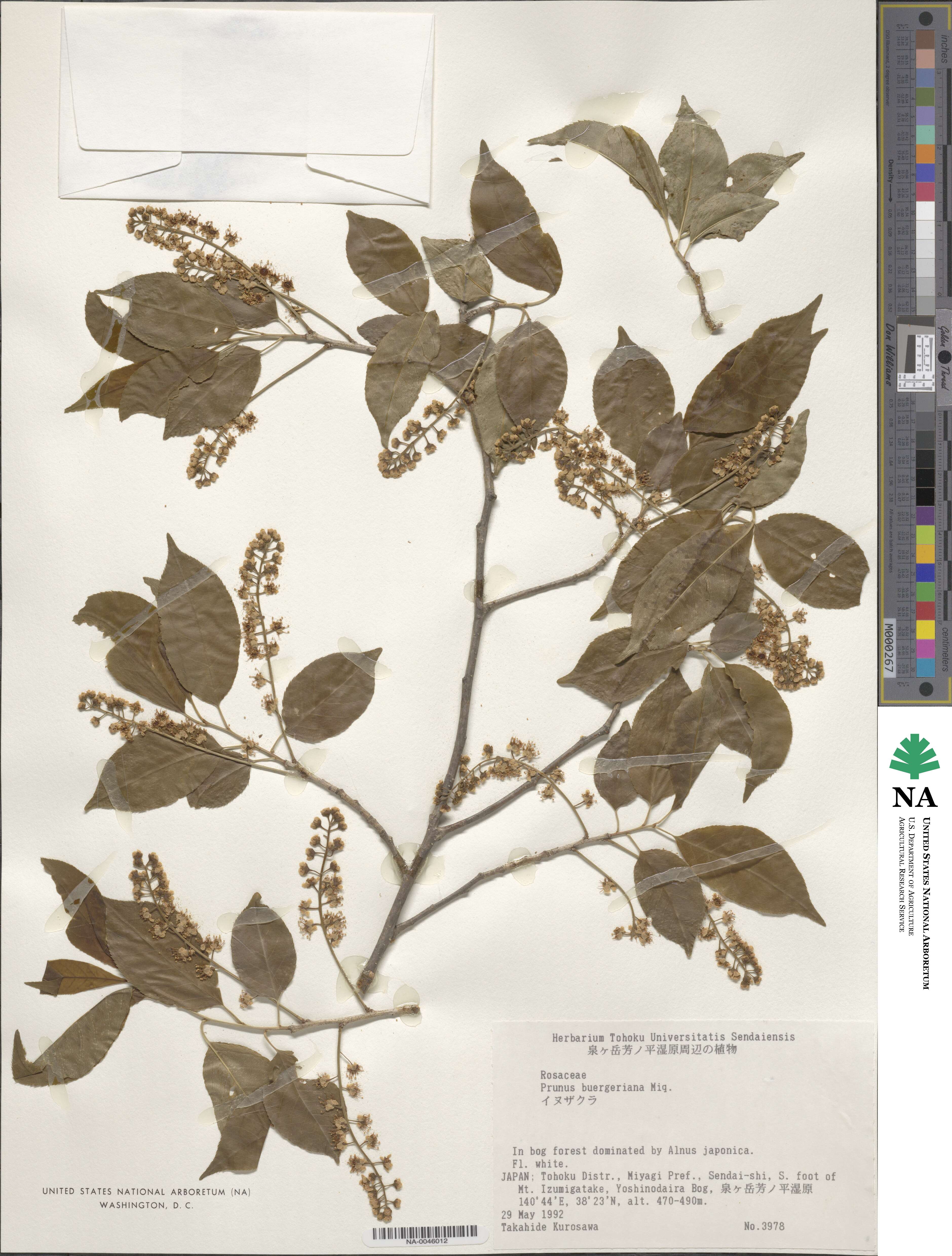 Prunus buergeriana image