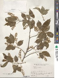 Prunus buergeriana image