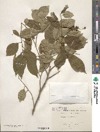 Prunus buergeriana image