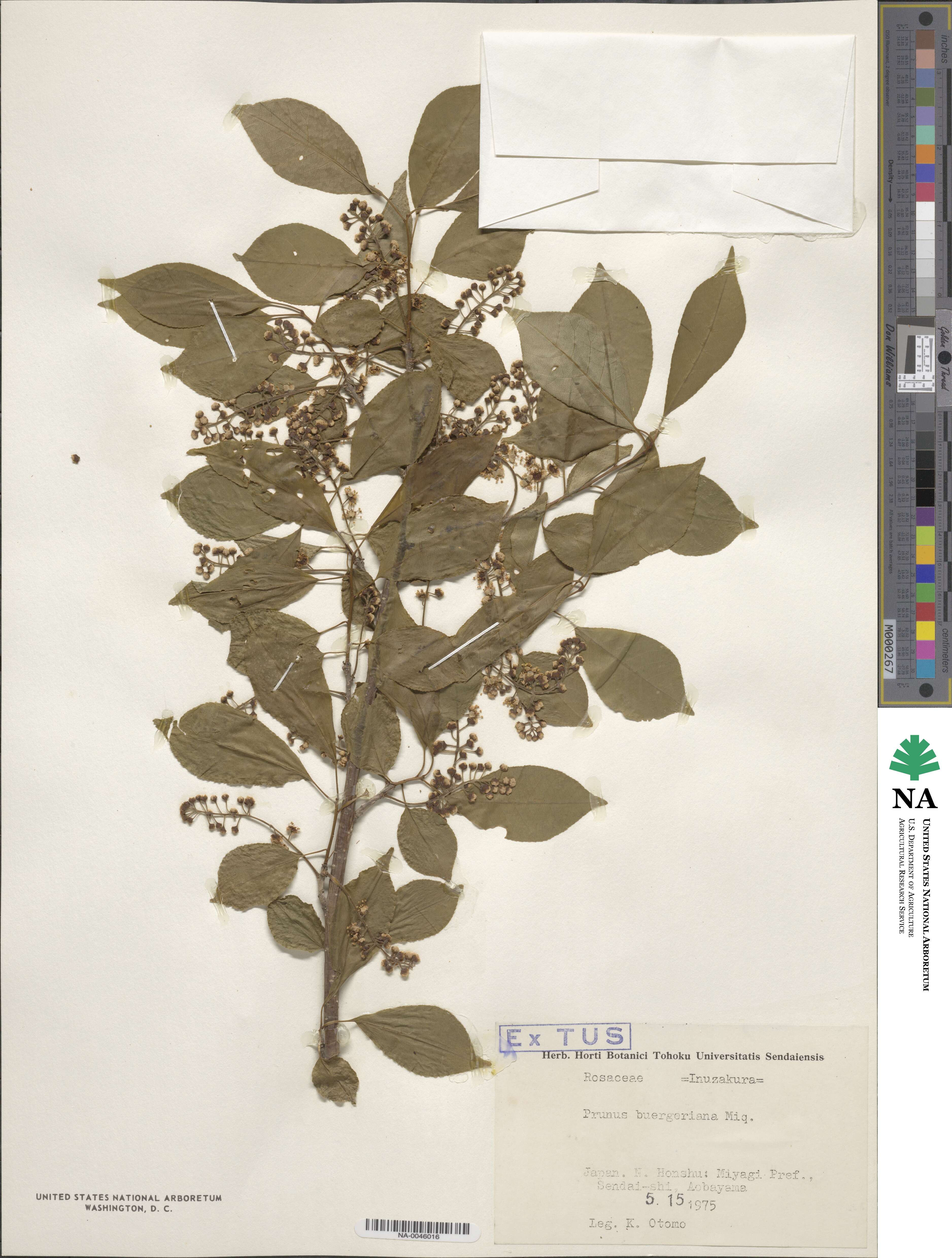 Prunus buergeriana image