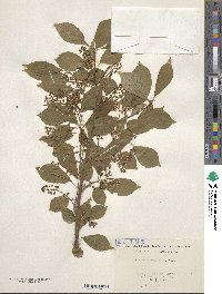 Prunus buergeriana image