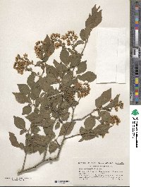 Prunus buergeriana image