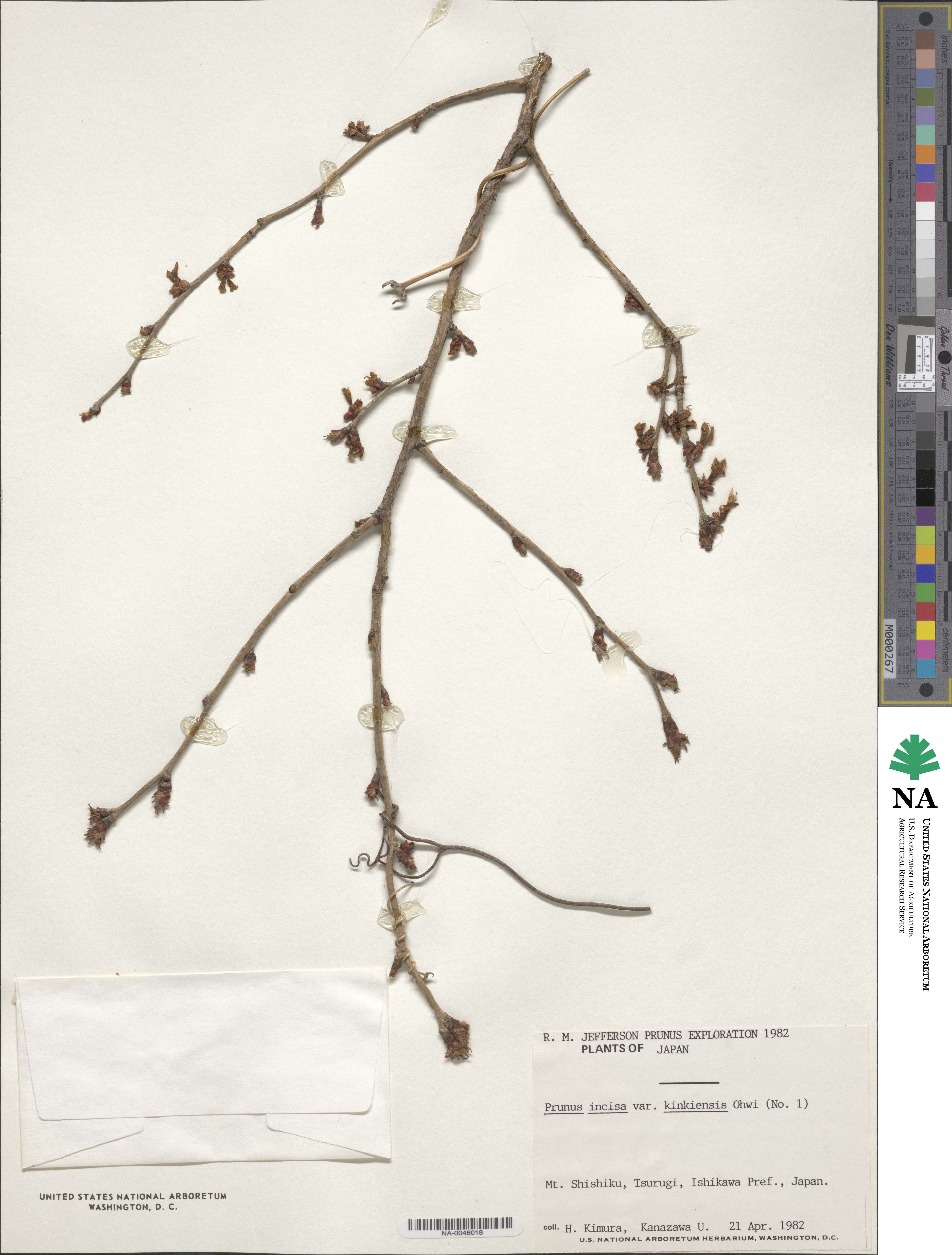 Prunus incisa f. kinkiensis image