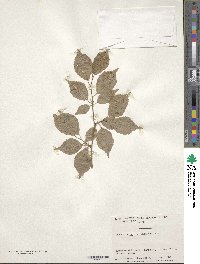 Prunus incisa image