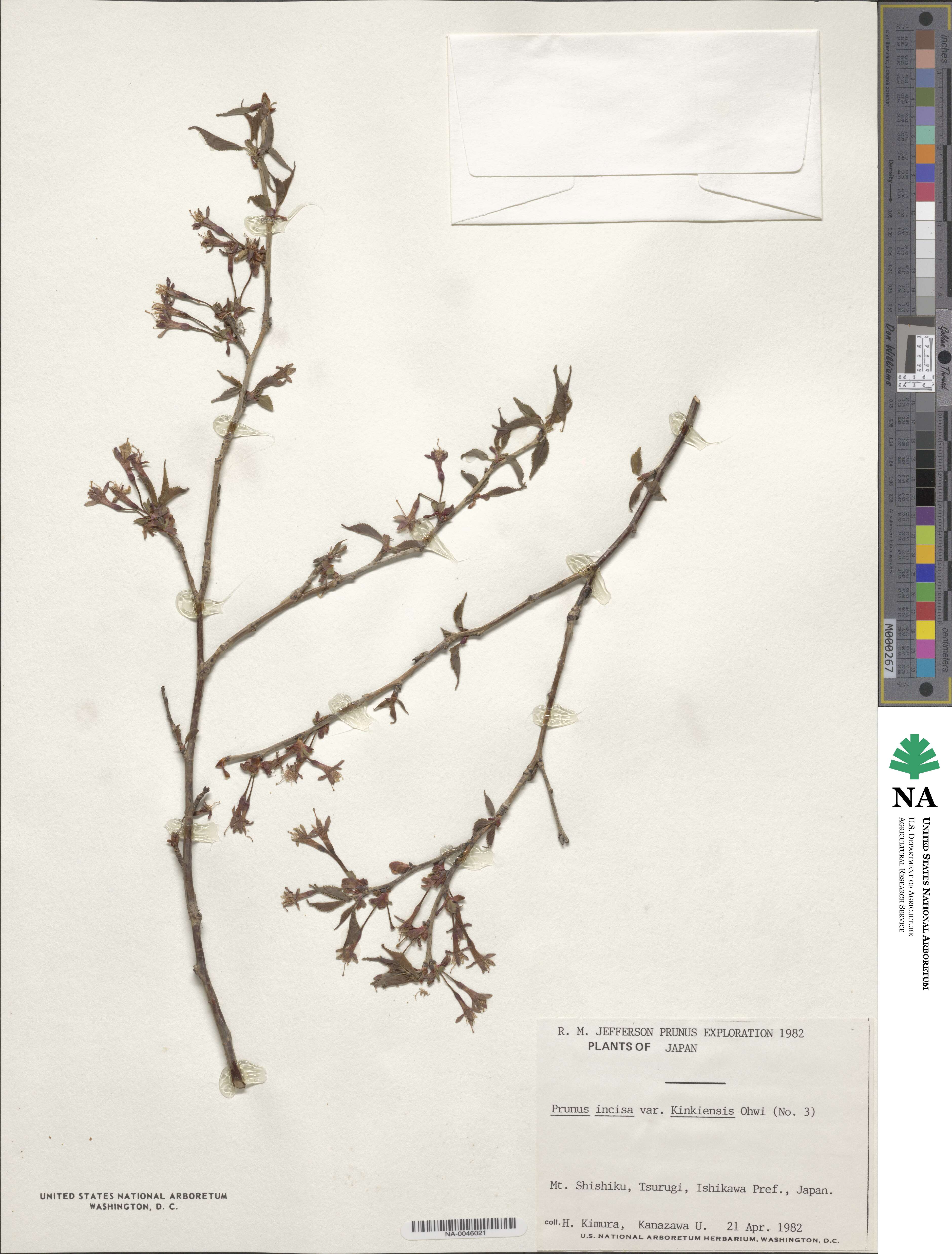 Prunus incisa image