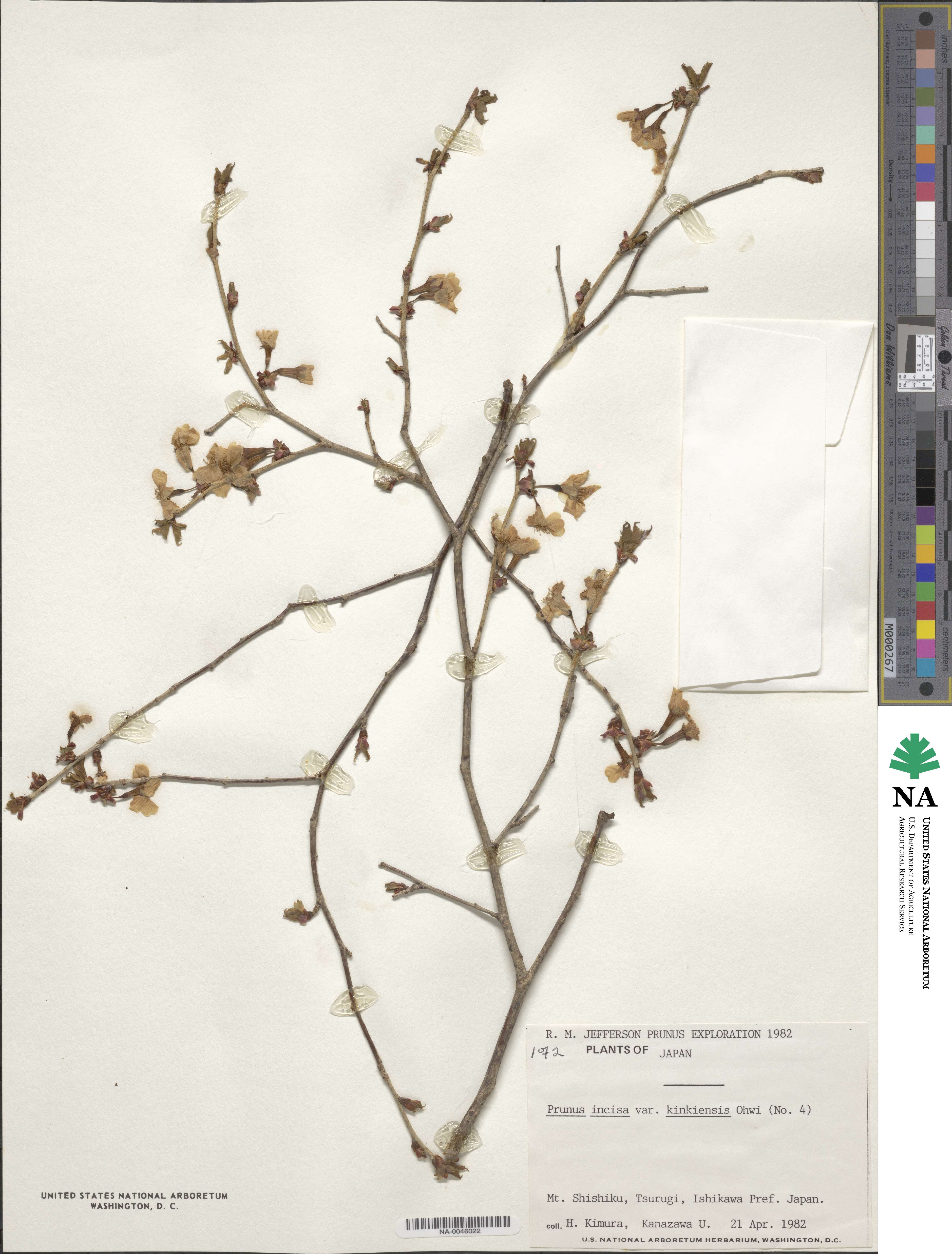 Prunus incisa image