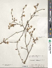 Prunus incisa image