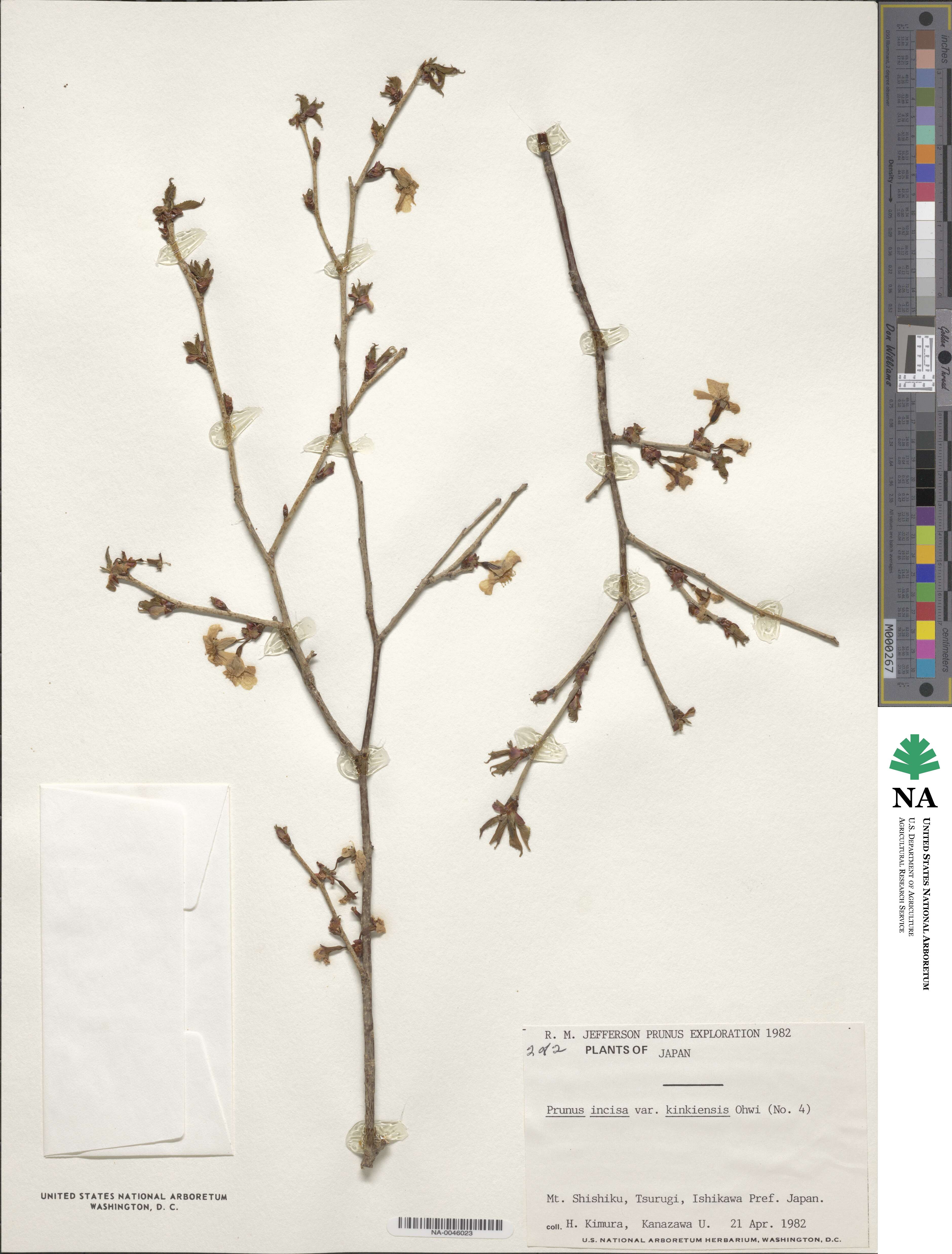 Prunus incisa f. kinkiensis image