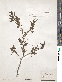 Prunus incisa f. kinkiensis image