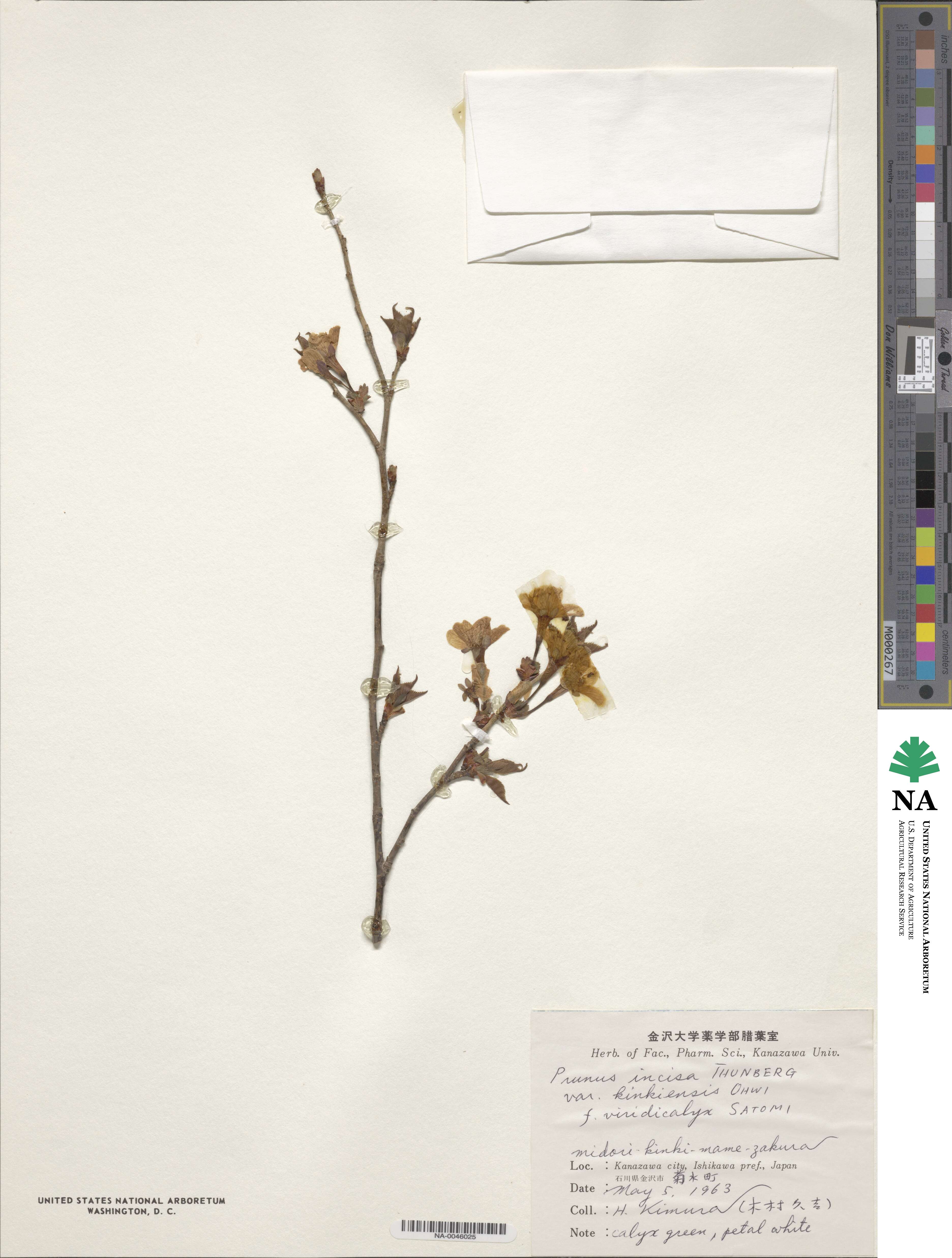 Prunus incisa var. kinkiensis image