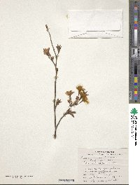 Prunus incisa var. kinkiensis image