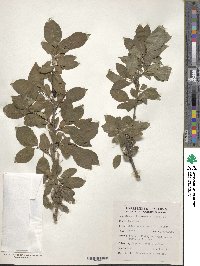 Prunus jacquemontii image