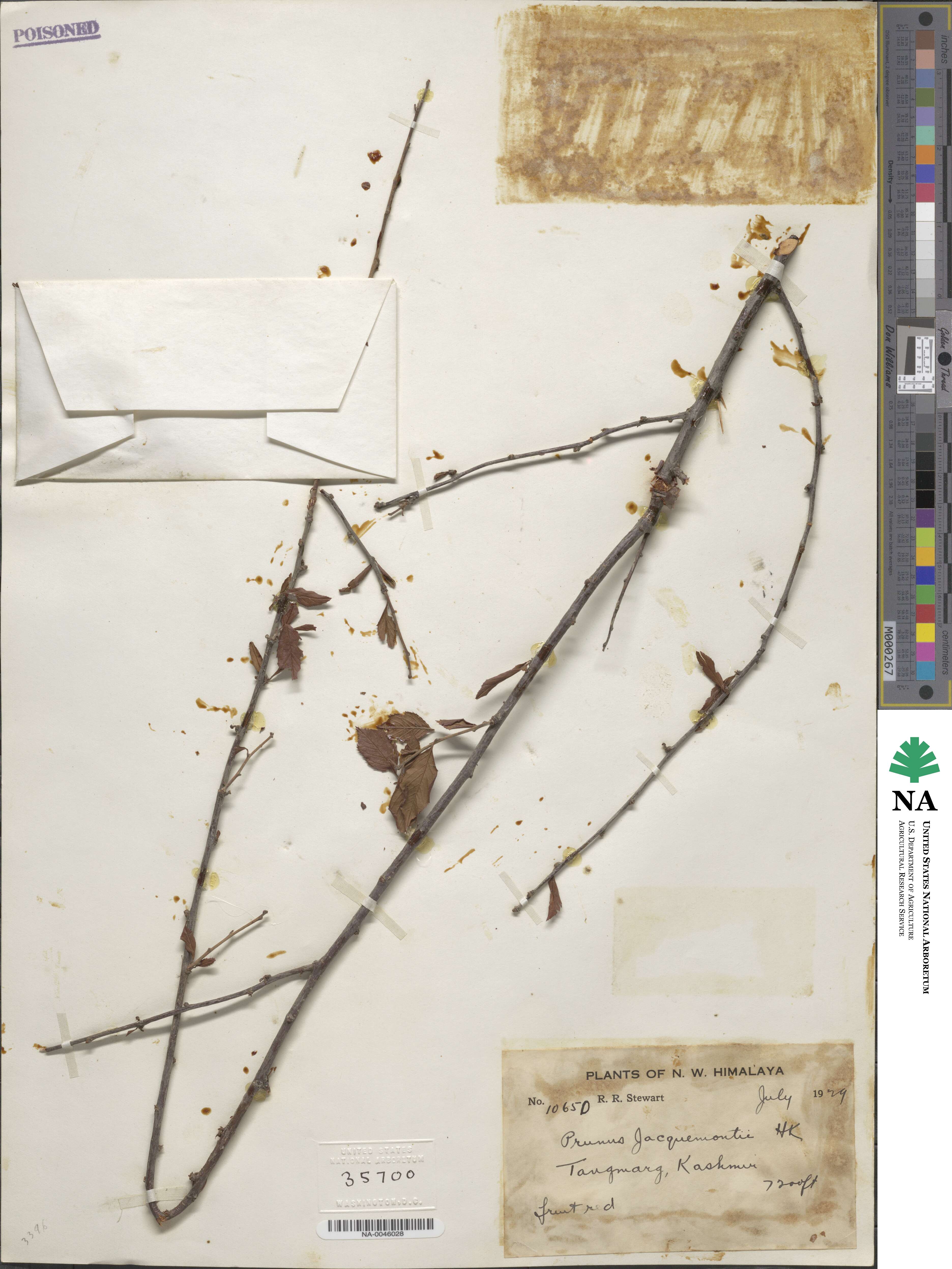 Prunus jacquemontii image