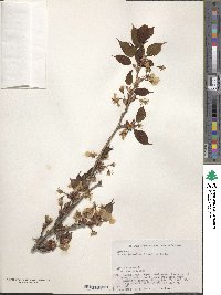 Prunus serrulata f. spontanea image