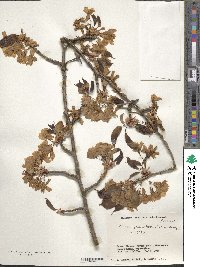 Prunus serrulata image