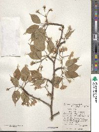 Prunus serrulata f. spontanea image