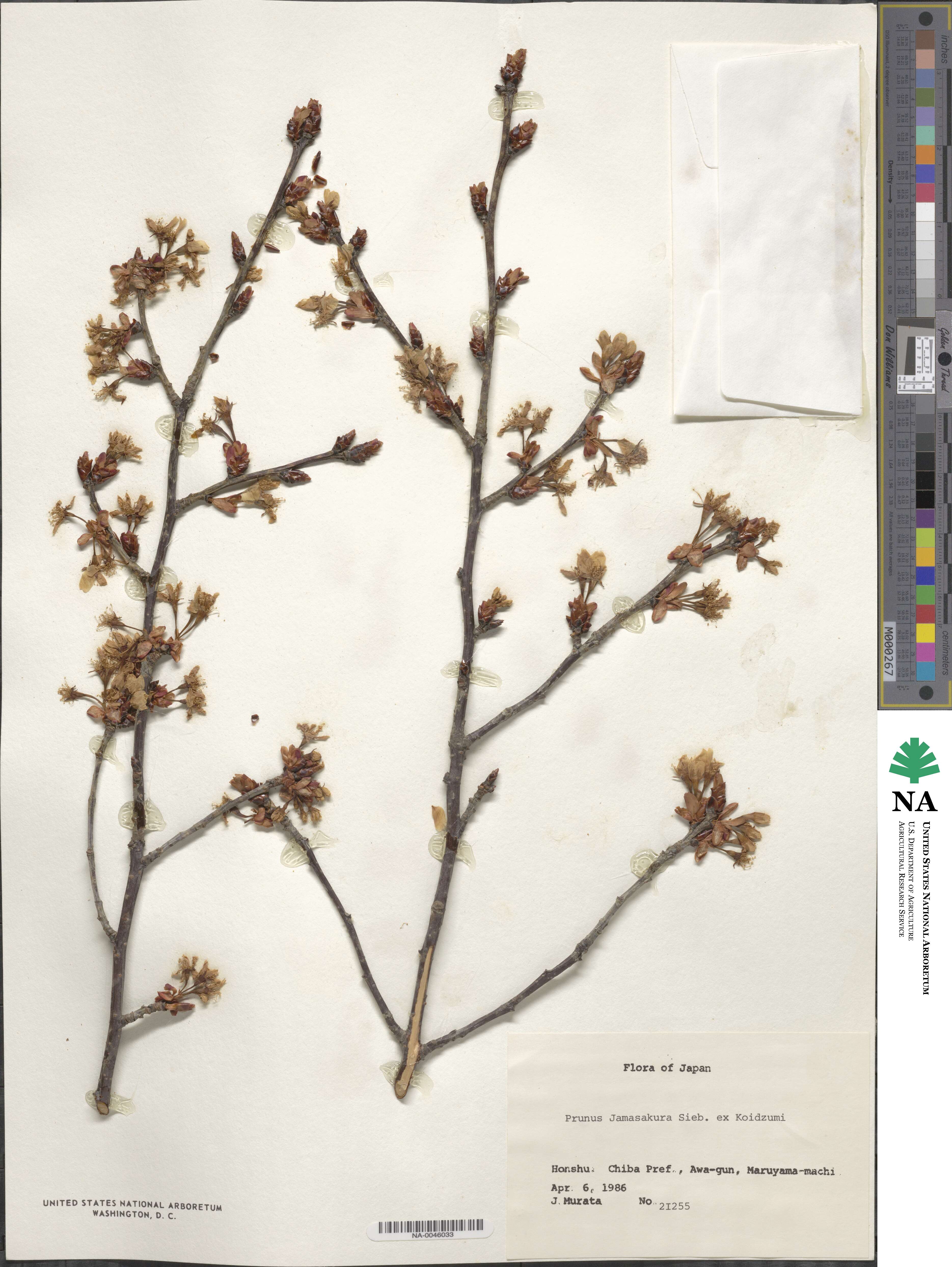 Prunus serrulata f. spontanea image