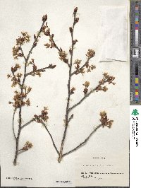 Prunus serrulata image