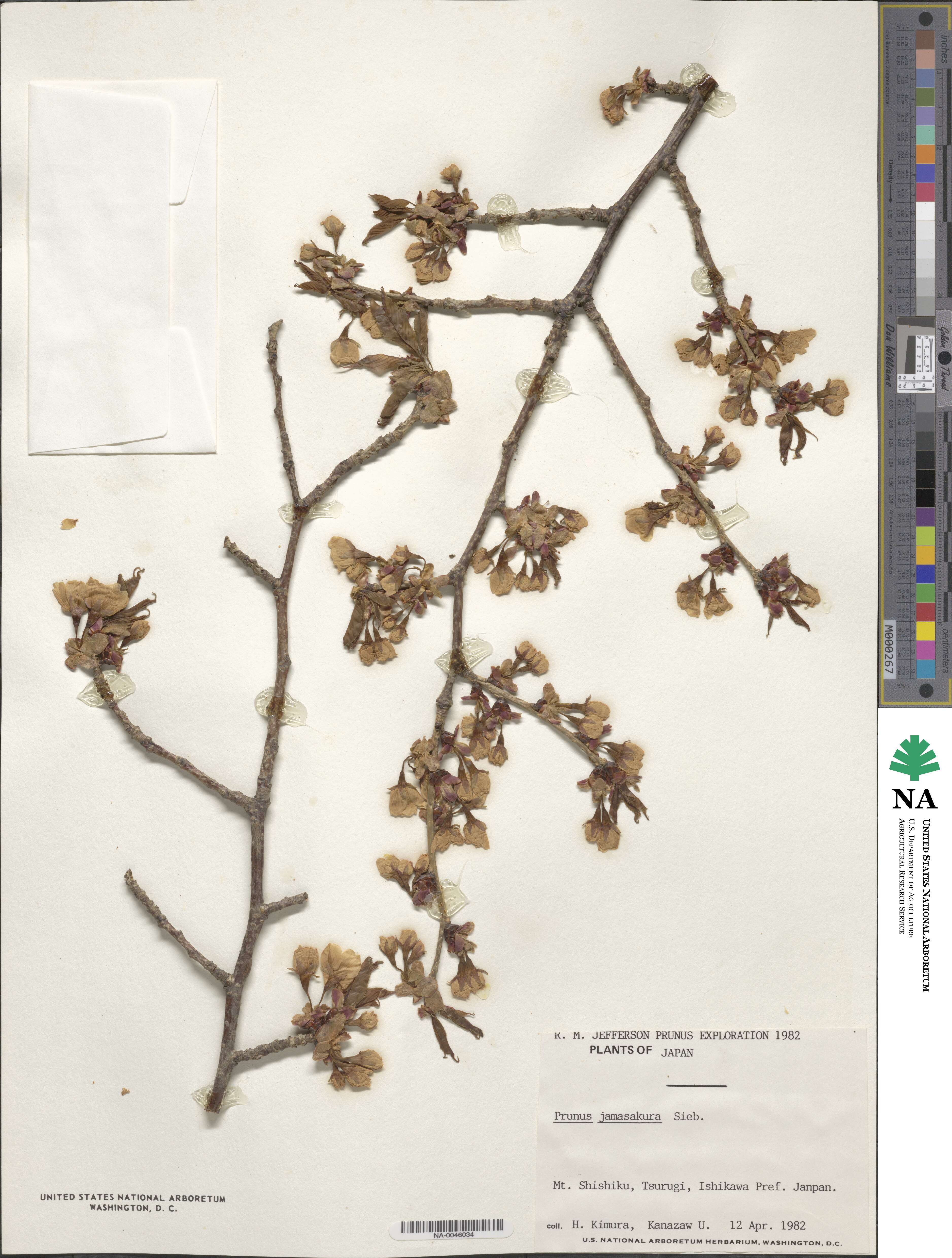 Prunus serrulata f. spontanea image