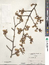 Prunus serrulata image