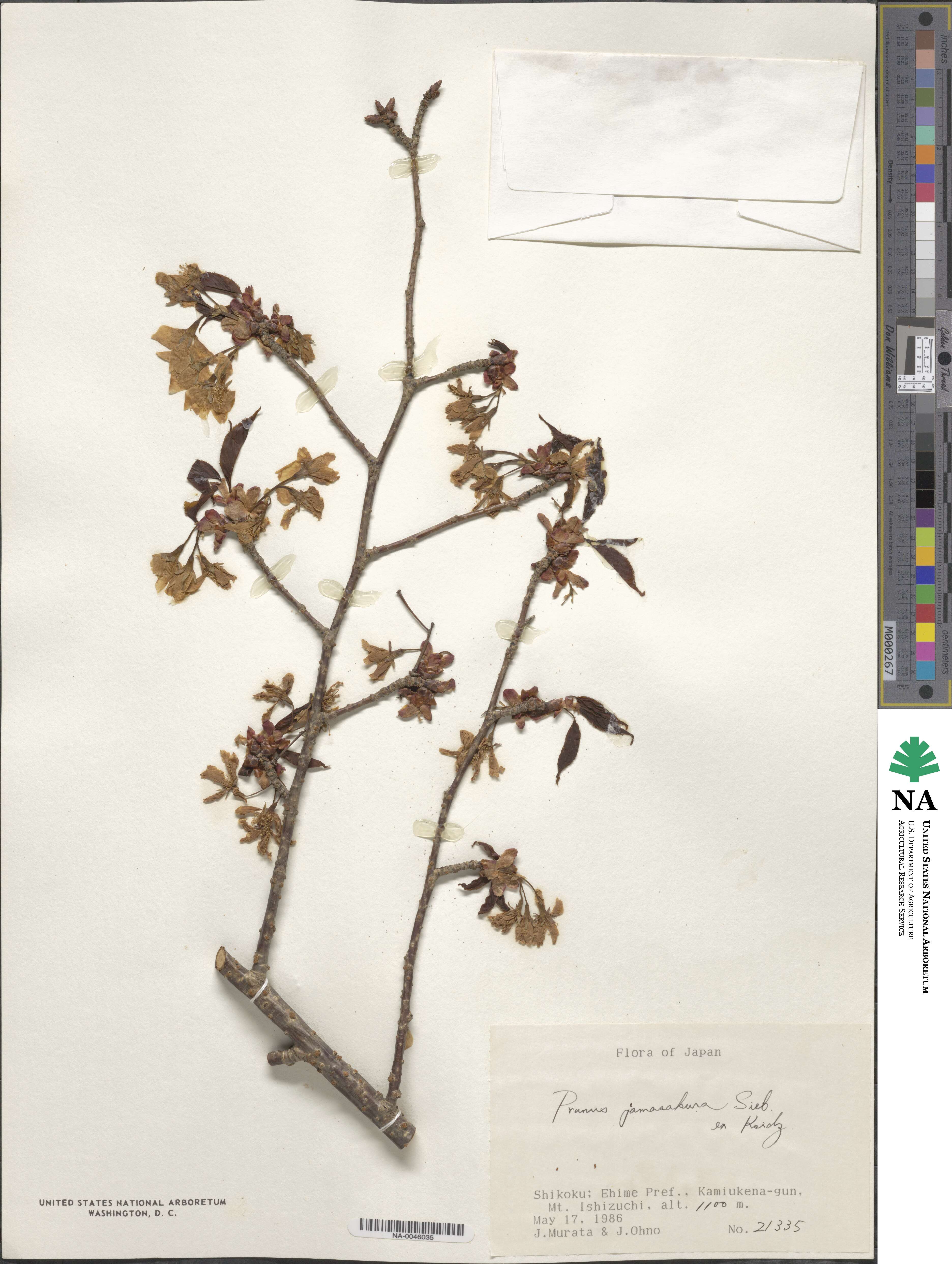 Prunus serrulata f. spontanea image