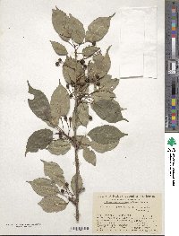 Prunus serrulata f. spontanea image