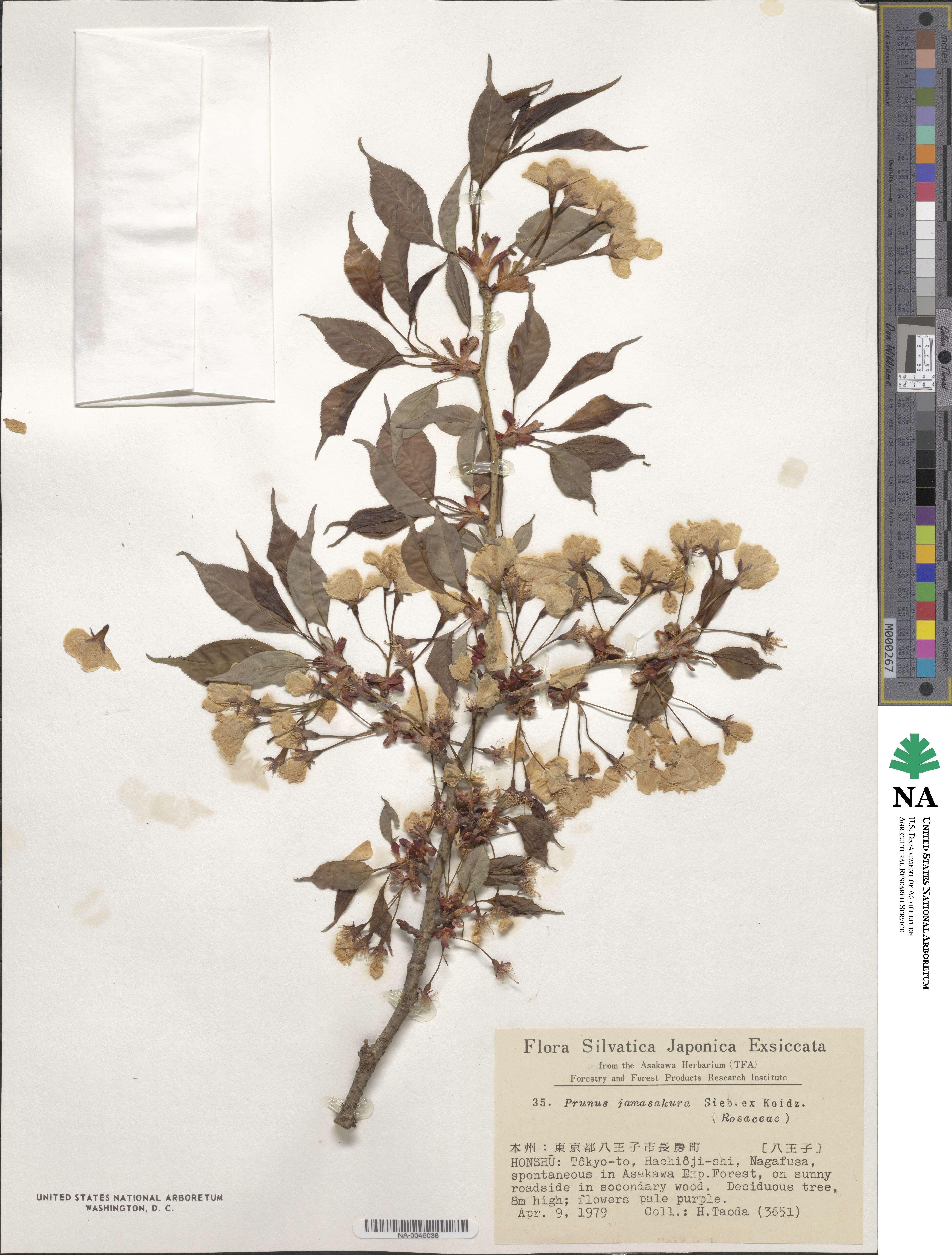Prunus serrulata image