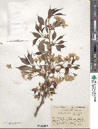 Prunus serrulata image