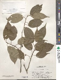 Prunus serrulata image