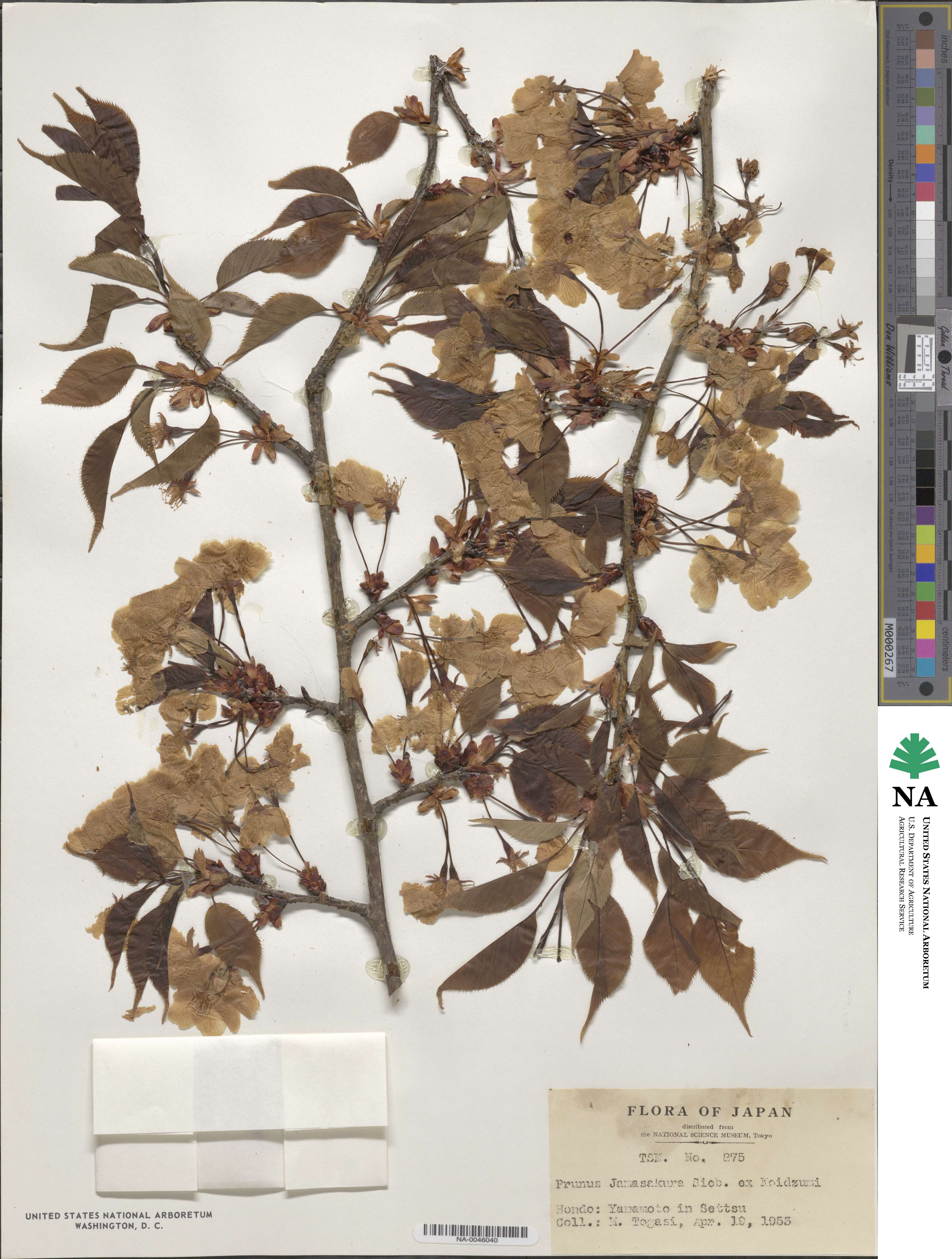 Prunus serrulata f. spontanea image