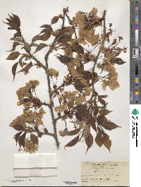 Prunus serrulata image