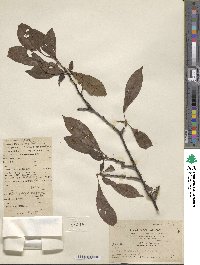 Prunus japonica image