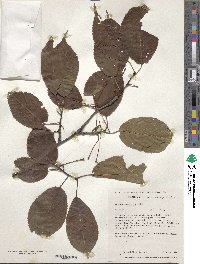 Prunus sargentii image