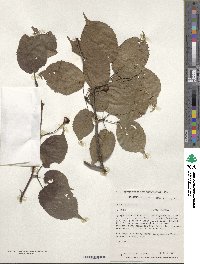 Prunus sargentii image