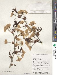 Prunus sargentii image