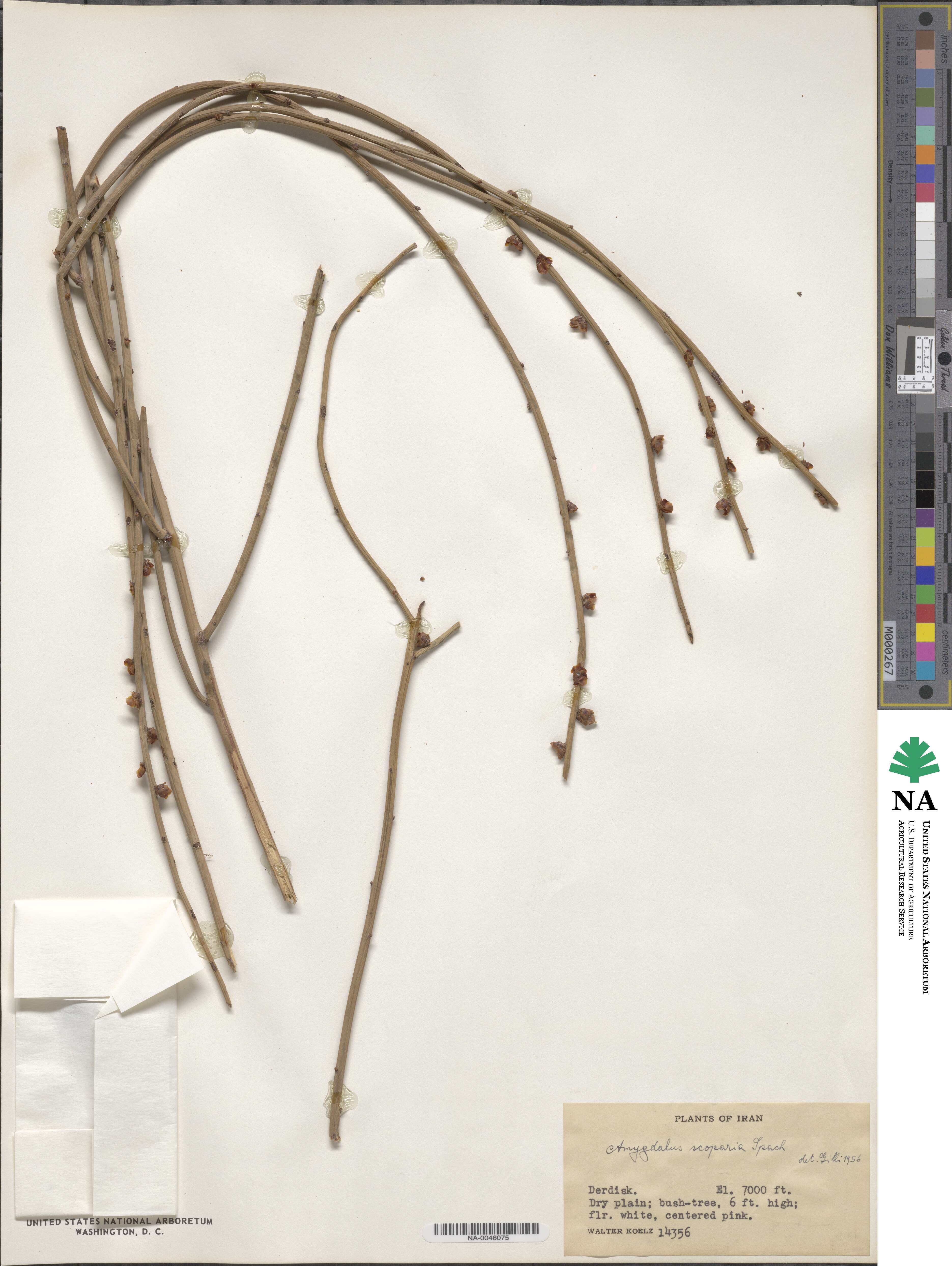 Prunus scoparia image