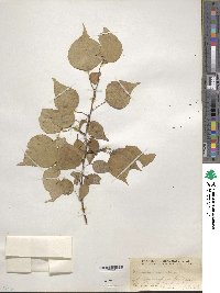 Prunus sibirica image