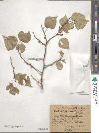 Prunus sibirica image