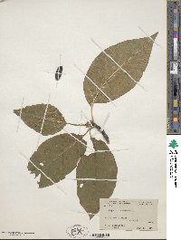 Magnolia acuminata image